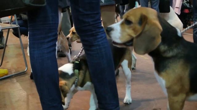 Бигли смотреть онлайн