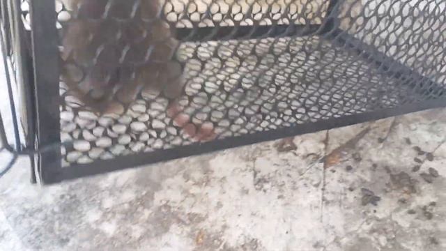 в мире грызунов... смотреть онлайн