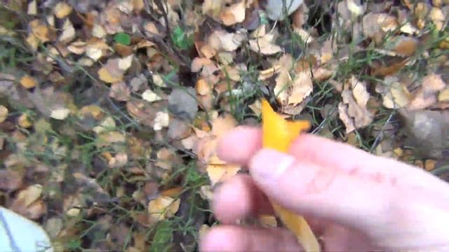 Летние грибы в конце октября. Приехали за осенними рядовками, а набрали лисичек смотреть онлайн