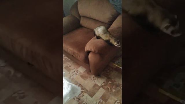 Хорек новый питомец смотреть онлайн