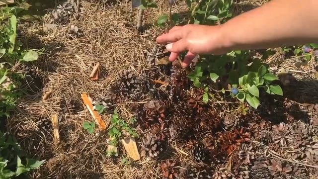 Голубика ( удобрений нет окисляем ) смотреть онлайн