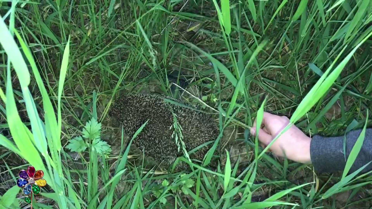 Ёж. Hedgehog. Бесстрашный ёжик. Встреча. Животные. Живая природа России. смотреть онлайн
