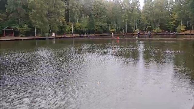 Поимки форели на активные и пассивные снасти. Нижний пруд. Клёвое место Лосиный остров. смотреть онлайн