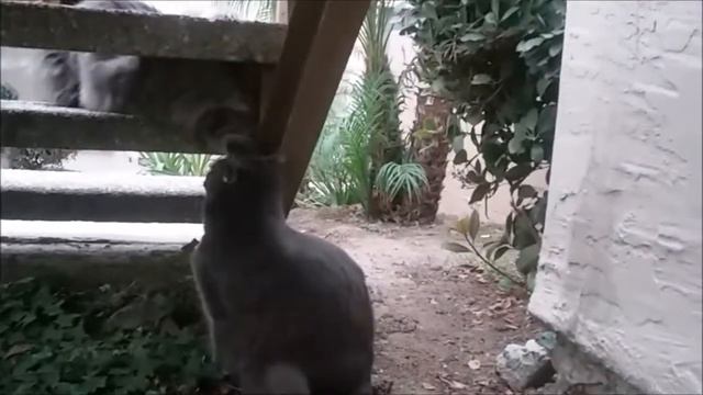 Он пришёл! Что делать? Забавные кошки 🐈🐈🐈 Снова встретились смотреть онлайн