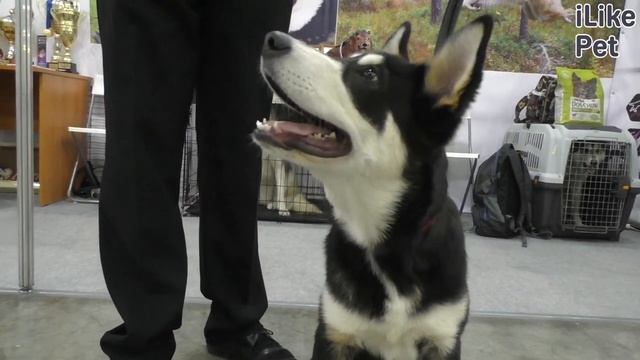 Как ухаживать за восточносибирской лайкой? смотреть онлайн