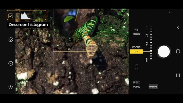 Galaxy S22: Wildlife Photography with Expert RAW | Samsung смотреть онлайн