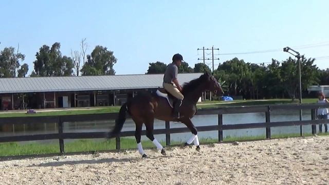 On Attack Thoroughbred Horse for Sale смотреть онлайн