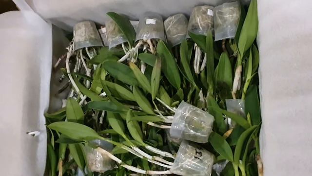 Орхидеи в наличии, получение подростков с Азии! Огромный выбор на сайте zelenaxata.com.ua смотреть онлайн