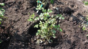 Как сажать розу  Удобрения вместо навоза