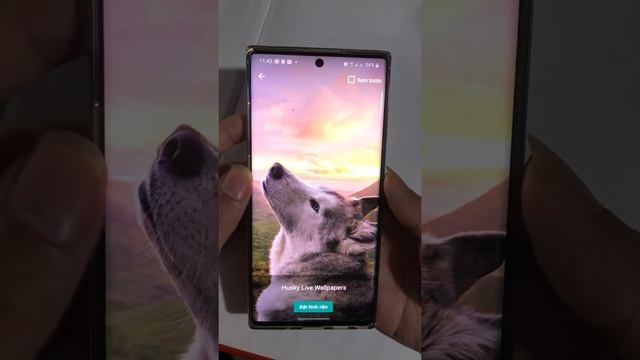 ?Husky 3D Parallax Live Wallpaper - 4K Background смотреть онлайн