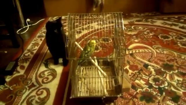 прикол кот и попугай смотреть онлайн