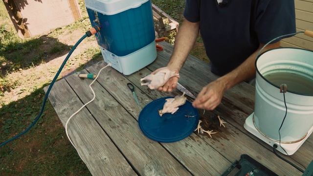 ПероСъёмная машина. Тестируем Перощипалку для перепелов, из стиральной машины. смотреть онлайн