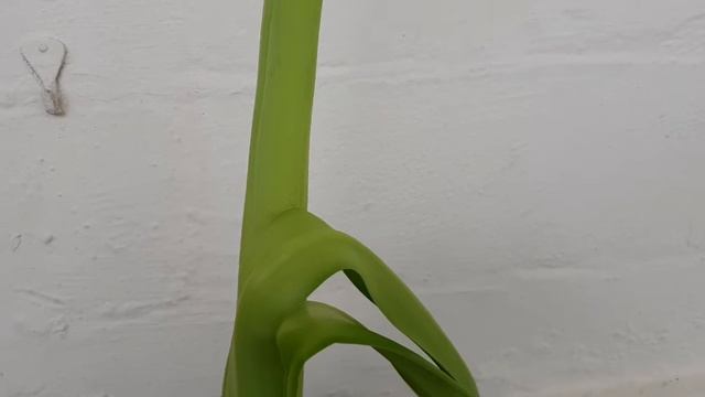 White Hippeastrum (Amaryllis)-Singapore (May 2018) смотреть онлайн
