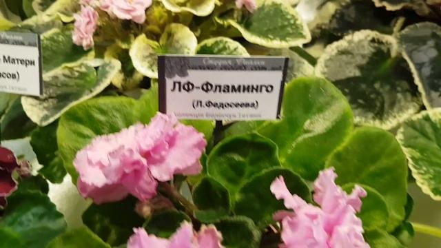 Цветущие сортовые фиалки на выставке в Киеве. Декабрь 2021. смотреть онлайн
