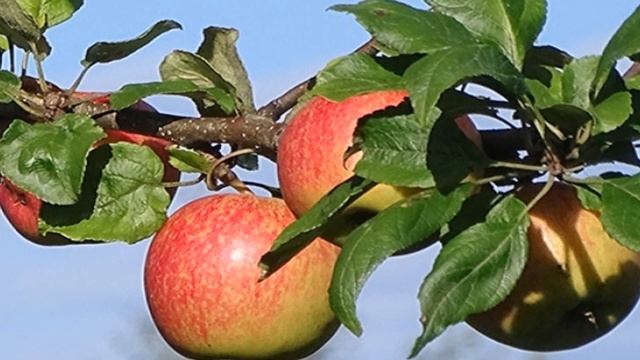 СОРТА ЯБЛОНЬ, КОТОРЫЕ ПЛОДОНОСЯТ КАЖДЫЙ ГОД смотреть онлайн