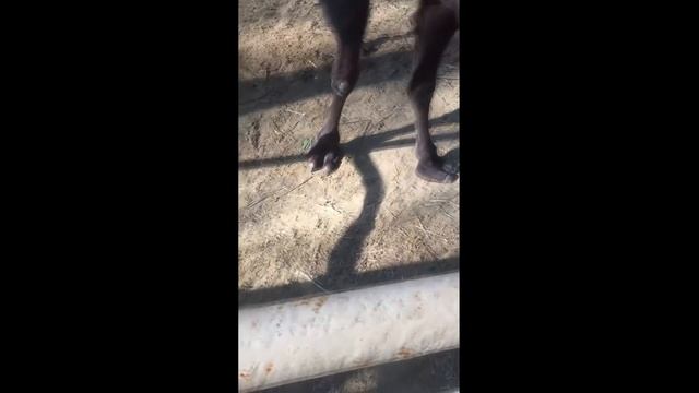 Фельдман экопарк / парк фельдмана харьков / стоит ли ехать смотреть онлайн