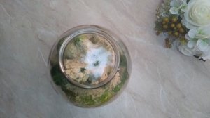 Квашеные Огурцы с Сухой Горчицей !!!