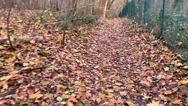 Звук ходьбы по лесной тропинке | Шелест сухих листьев под ногами