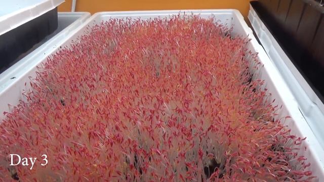 How To Grow Red Amaranth Microgreens at Home смотреть онлайн