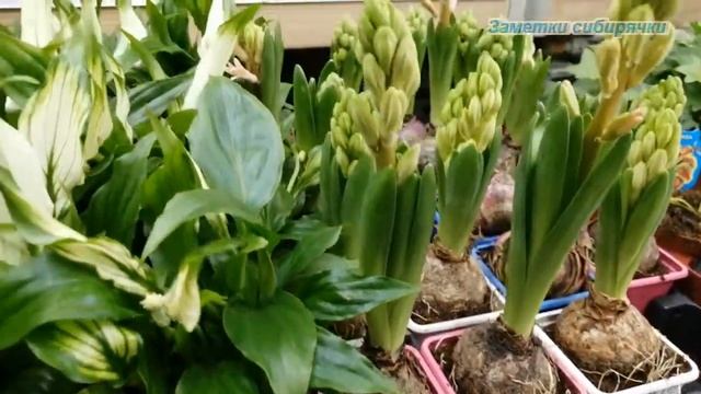 Цветы в магазине Леруа Мерлен смотреть онлайн