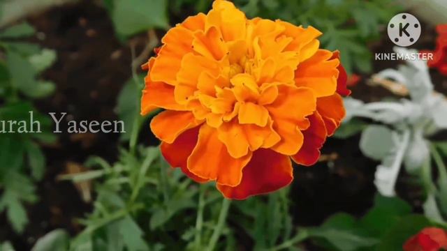 Surah Yasin(Yaseen) | Recitation Of Surah Yaseen | Surah Yasin Ki Tilawat | Quran Recitation | смотреть онлайн
