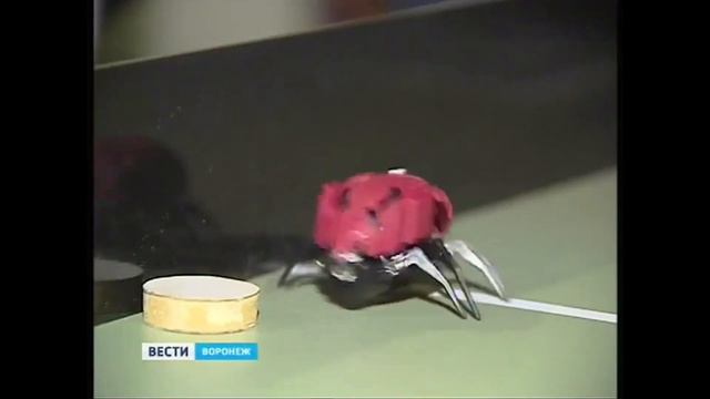 Кибер Зона производственная компания. Робототехника, hi tech технологии, аттракционы смотреть онлайн