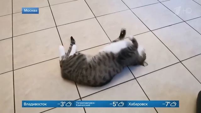 Кухня VERONA mobili у Юрия Антонова смотреть онлайн