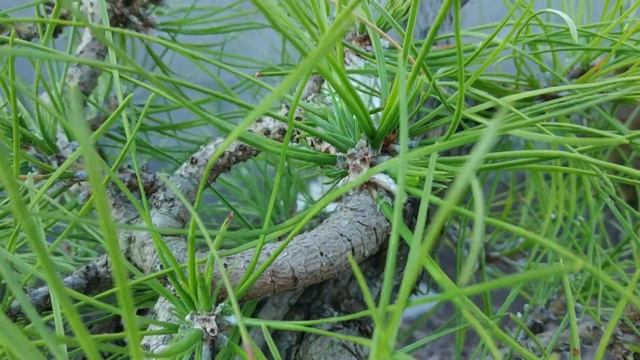Pinus nigra Bonsai 2020_09 смотреть онлайн