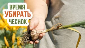 Особенности уборки озимого чеснока. Когда убирать озимый чеснок?