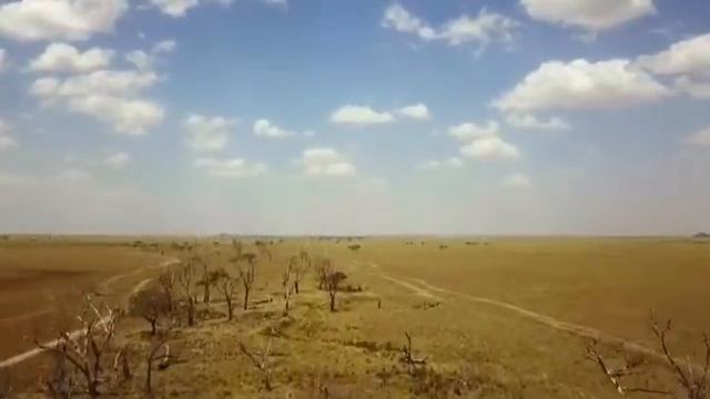 Serengeti game drive смотреть онлайн