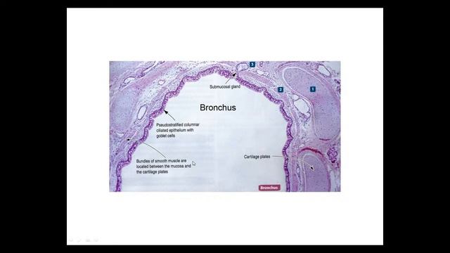 Лекция "Гистология дыхательной системы" 30.10 14:15 смотреть онлайн