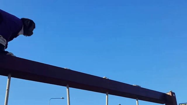 2017.03.31 Обезьяна капуцин Масяня. Мега Адыгея. смотреть онлайн