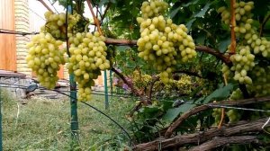 Виноград киш-миш Столетие . Урожай 2020 .