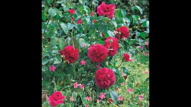 Ура!!!!!! Пришла моя посылочка )) от питомника Вокруг роз. Ну и удивила!! Думала пупок надорву)) смотреть онлайн