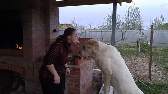 Алабай добывает шашлык смотреть онлайн