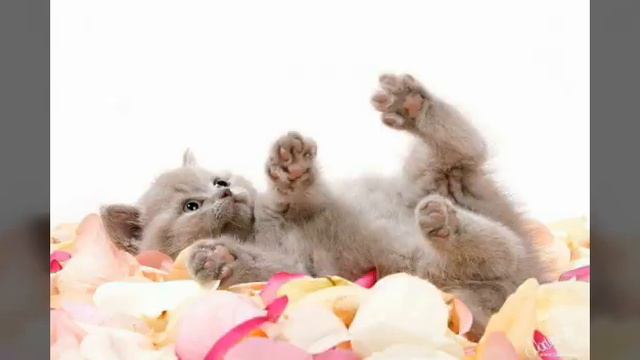 Киса киса мяу мяу киса киса мур мур!(песня)