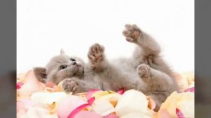 Киса киса мяу мяу киса киса мур мур!(песня)