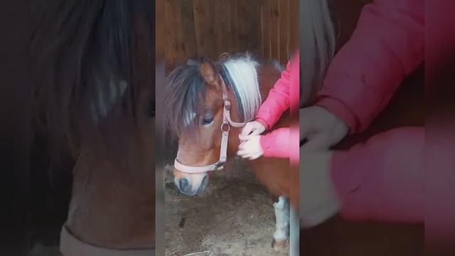 как надеть недоуздок смотреть онлайн
