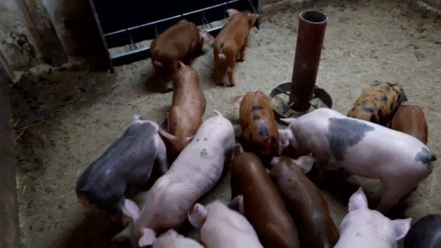 //Продажа поросят задротов//Милка и Валерчики//Новиков Андрюха с Днюхой-подарок🐖твой ростёт// смотреть онлайн