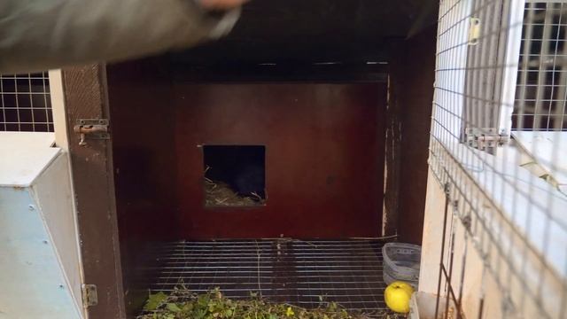 Обзор скотного двора в деревне и мои планы на будущее смотреть онлайн