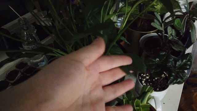 Propagating Mango, Avocado, Monstera & Syngonium | Week 12 2021 VLOG | Life in Norway смотреть онлайн
