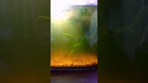 Aquael mini UV It works.