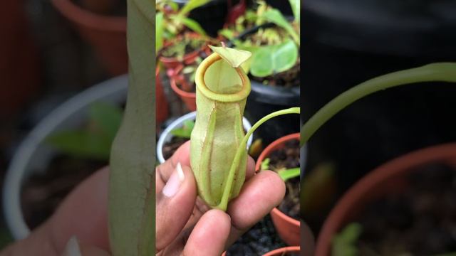 Beauty lies in Simplicity 💫❤️ Mirabilis hybrid 🍃 #nepenthes #carnivorousplants #pitcherplant смотреть онлайн