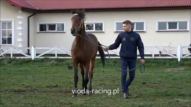 og. Johnny Double (GB) (Australia - Close At Hand / Exceed And Excel) ur. 2019 смотреть онлайн