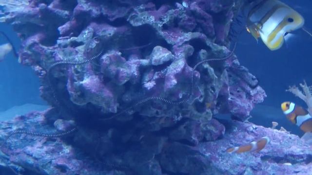Клоун трехленточный оцеллярис. Amphiprion ocellaris. смотреть онлайн