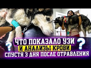 Спасение Хаси от Отравления день 3-4. Насильно кормим.Арес,Мурзик ищут дом. Едем опять в Ставрополь.