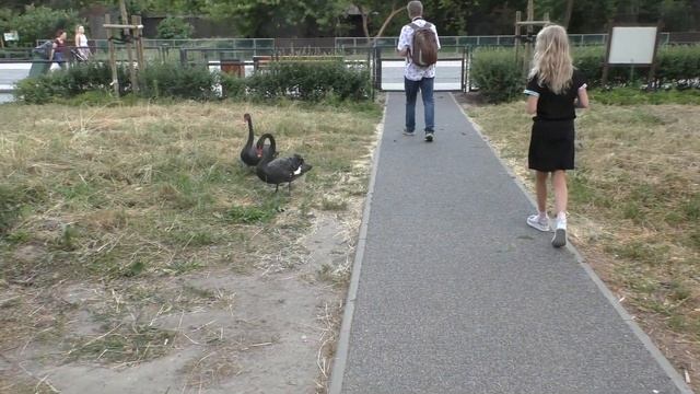 Варшавский ЗООПАРК. Детеныши верблюда, зубра, жирафа, косули, лемура. Каникулы в Польше! смотреть онлайн