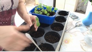 Пикировка баклажанов.Можно ли заглублять баклажаны при пикировке