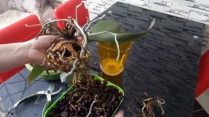 Пересадка старого куста орхидей