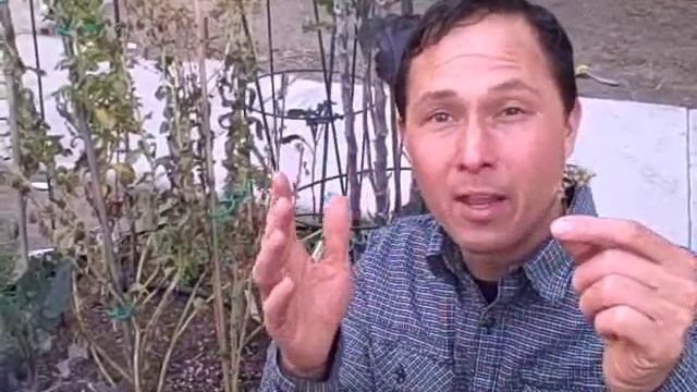 How to Harvest and Save Stevia Rebaudiana Seeds aka Sweet Leaf Herb смотреть онлайн